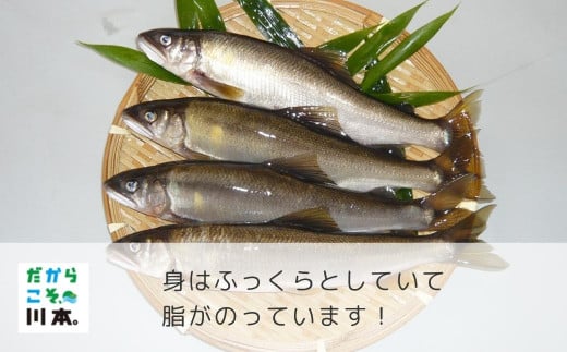 080311【一級河川・江の川の恵み】島根県産天然鮎(冷凍)約800ｇ(10尾前後)