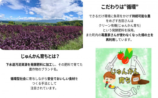 馨工房 濃縮 赤紫蘇シロップ ６倍希釈 500ml × ２本 【 炭酸割り お酒割り かき氷 赤紫蘇ジュース 赤しそジュース しそジュース  赤紫蘇 赤しそ アカシソ あかしそ 紫蘇 しそ シソ シロップ ジュース 飲料 飲み物 飲みもの ドリンク 希釈 希釈用 倍 6倍 】