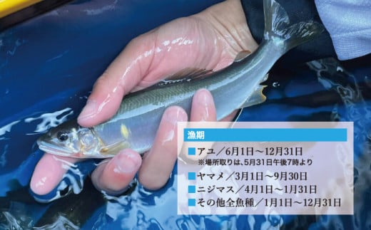 西米良漁業協同組合　年券　全魚種　鮎の友釣り　鮎かけ　鮎釣り　渓流釣り　西米良　宮崎　アウトドア　釣り　アユ　ヤマメ　ニジマス