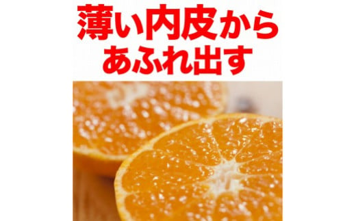 ■[11月下旬より順次発送]和歌山県有田産　田村みかん 青秀　5kg　Ｍサイズ