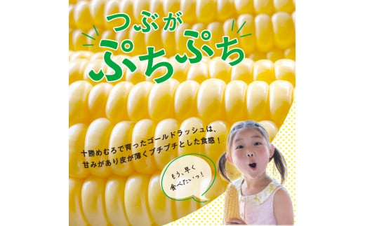 【2025年分先行予約】北海道十勝芽室町 極甘とうもろこし ゴールドラッシュ 10本  me028-001c-25