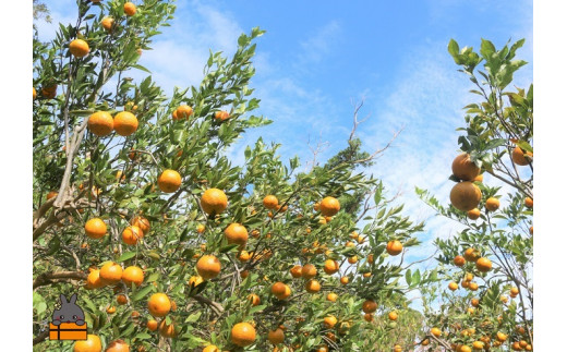 徳之島たんかんは、実がついてから10ヶ月の歳月をかけて完熟となります。