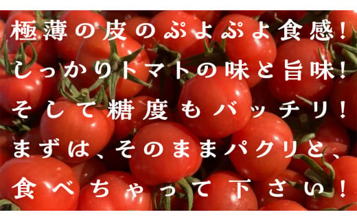 プチぷよ ミニトマト 合計 約1kg （約200g × 5パック） トマト ミニトマト プチぷよ 新鮮 美味しい 野菜