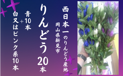 先行予約【2024年7月～9月発送】岡山県新見市産 新見のりんどう 20本