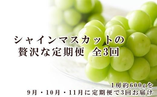 ぶどう 2025年 先行予約 9月・10月・11月発送 シャイン マスカット 晴王 1房 約600g×3回 ブドウ 葡萄  岡山県産 国産 フルーツ 果物 ギフト