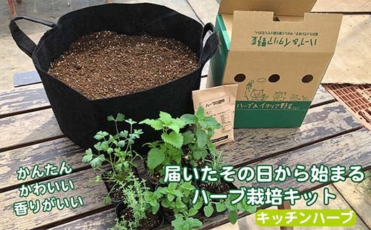 キッチンハーブ ハーブ フレッシュハーブ 栽培キット 料理 スパイス 家庭菜園 