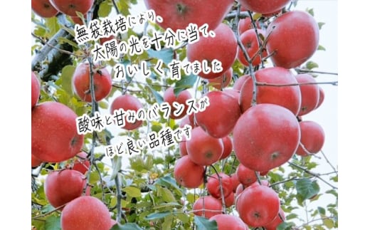 りんご 【 数量限定 】 糖度13度以上 家庭用 サンふじ 約 5kg 糖度 青森 果物 くだもの フルーツ 青森県 鰺ヶ沢