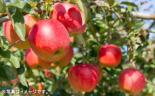 余市の林檎 クラフトチューハイ