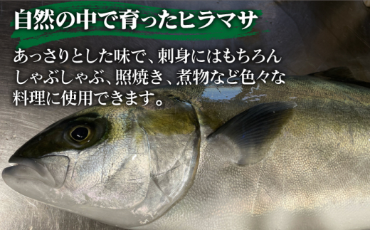 ヒラス（ヒラマサ） 下処理済 アラ付き 刺身ブロック（800g以上） / 真空パック 養殖 海産物 魚介 冷蔵 新上五島