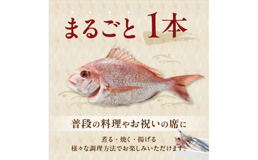 【12ヶ月定期便】大和海商の朝どれ鮮魚直送定期便2.5kg N072-YZG0141