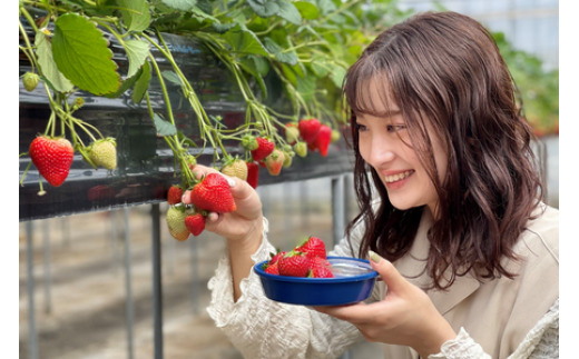 いちご狩り【30分食べ放題】チケット／4枚 体験チケット 