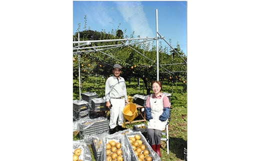 青森りんご ぐんま名月・サンふじ　月と太陽のりんご詰め合わせ 約5kg 【泉山果樹園】 サン ムーン りんご リンゴ 林檎 アップル あおもり 青森 青森県 南部町 三戸 南部 果物 くだもの フルーツ F21U-065