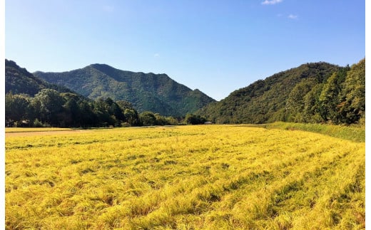 醸し人九平次 純米大吟醸 720ml 3本セット「別誂」「human」「彼の地」～西脇市産山田錦使用日本酒～(44-37)