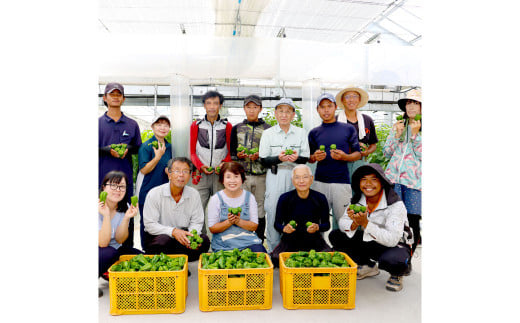 高知県産 植田ファームのこだわりピーマン 3kg ピーマン 新鮮野菜 サラダ 野菜 おかず 詰め合わせ 絶品 お取り寄せ 美味しい 料理 おうちごはん 新鮮 大容量 消費 国産 日本産