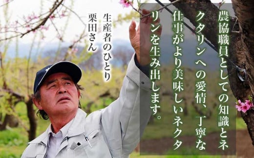 旬のネクタリン 約2.8kg 8～25玉 ［小布施屋］ 果物 フルーツ 桃 もも 長野県産 小布施 冷蔵便 クール便 産地直送 数量限定 送料無料 令和7年産 【2025年7月上旬～9月上旬発送】 ［A-3］