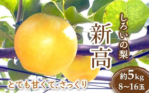 梨 新高 5kg 8～16玉 しろいの梨 白井中央梨選果場組合 予約受付