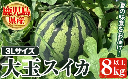 ＜先行予約受付中！2025年6月以降順次発送予定＞鹿児島県産 大玉スイカ(3Lサイズ・1玉) 国産 果物 スイカ すいか 西瓜 フルーツ スイーツ スムージー ジュース【松永青果】a-12-310-z