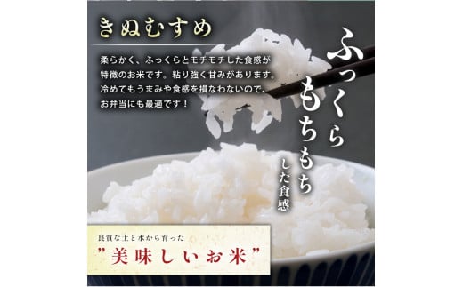 令和7年度産 新米 きぬむすめ 白米 20kg 先行予約 ＜ 2025年10月