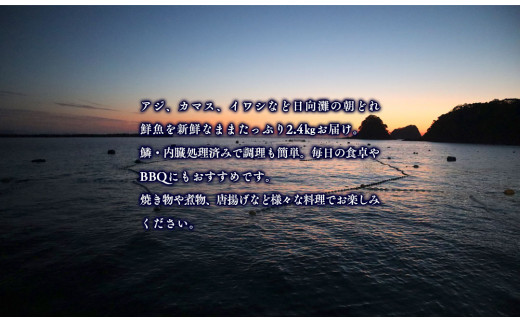 【単月お届け】大和海商の朝どれ鮮魚小魚パック2.4kg N072-YA2229