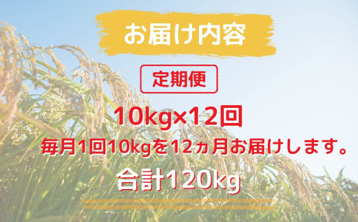 150266【令和6年産／お米定期便／12ヵ月】しまね川本 こしひかり 10kg (計120kg）