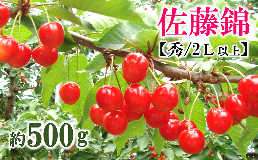 【令和6年産先行予約】さくらんぼ 「佐藤錦」 約500g (秀 2L以上) バラ詰め 《令和6年6月中旬～発送》 『マルタニ農園』 小分け サクランボ 果物 フルーツ 産地直送 生産農家直送 山形県 南陽市 [2151]