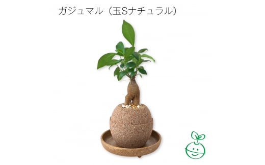 アクアプラントポット®　玉Ｓ 植木鉢ガジュマル（1647）