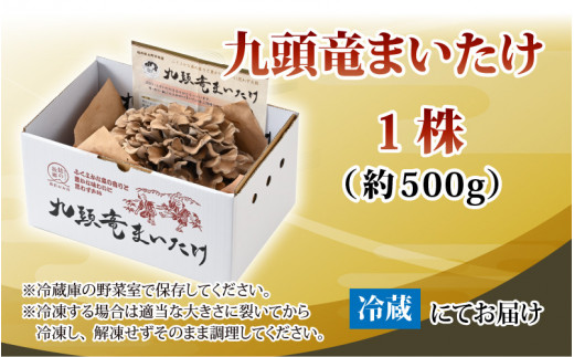 九頭竜まいたけ 1株入り