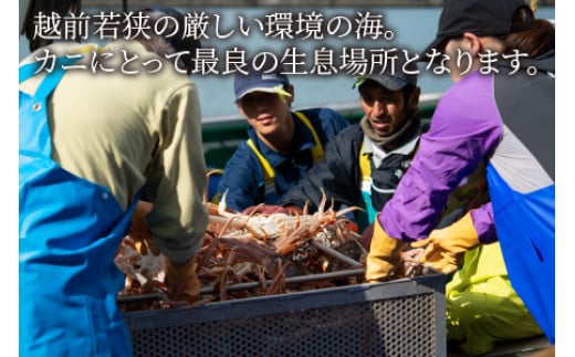 朝ゆで越前がに1杯　【1kg】