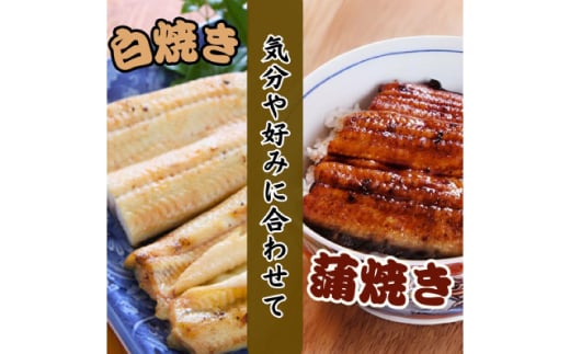 ＜焼きたてを即日発送＞うなぎ白焼き140g×2尾(冷蔵便)【1497523】