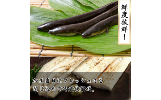 ＜焼きたてを即日発送＞うなぎ白焼き140g×2尾(冷蔵便)【1497523】