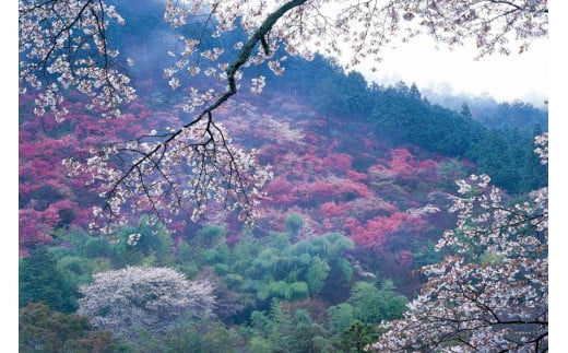 【マルナカ商事株式会社】京都スカーフ　「高雄　～桜～」1枚