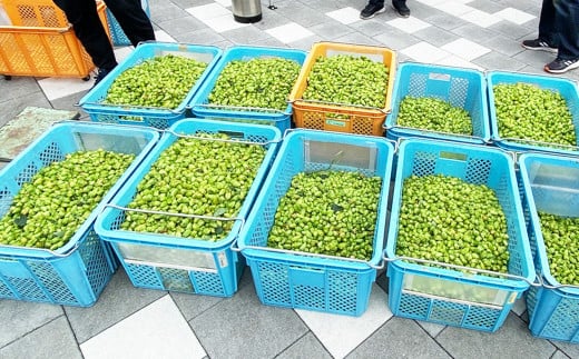 「今日も平和だ虎群れる」クラフトビール 3本セット  | お酒 酒 さけ ビール 奈良県 平群町