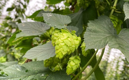 「今日も平和だ虎群れる」クラフトビール 3本セット  | お酒 酒 さけ ビール 奈良県 平群町