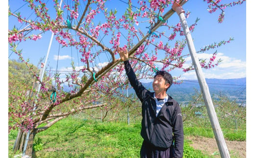 【南信州産】あかつき約5kg（秀品）光センサー選別品　糖度12度以上