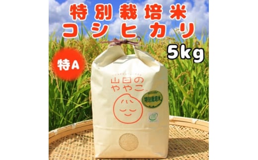 令和6年産『山田のややこ』特別栽培米コシヒカリ(精米)5kg【1439702】