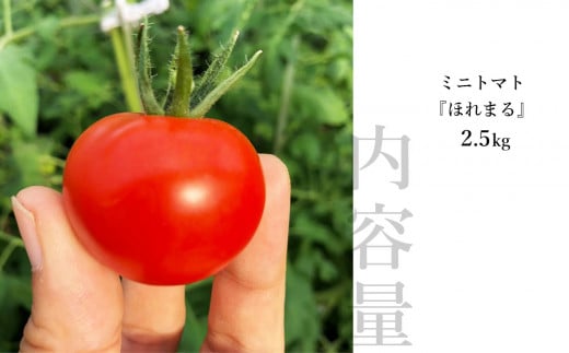 ミニトマト 『 ほれまる 』 約2.5kg よしだ農園 | 野菜 やさい トマト とまと 完熟 熊本県 玉名市