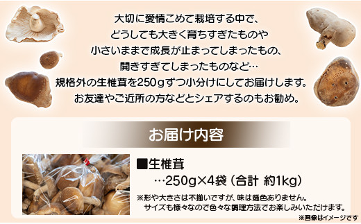 訳あり 生椎茸 1kg 個包装 250ｇ×4 - しいたけ きのこ キノコ 野菜 生しいたけ 不揃い 個包装 無農薬 お鍋 汁物 国産 やまももファーム yo-0015