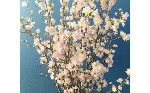 啓翁桜 約90cm×10本 桜 さくら サクラ 花 【2025年1月上旬～2月下旬発送予定】 