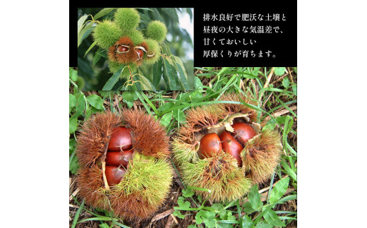 期間限定 ! 甘くて デカい ! 厚保くり ( 生栗 3Lサイズ ) 3kg 山口