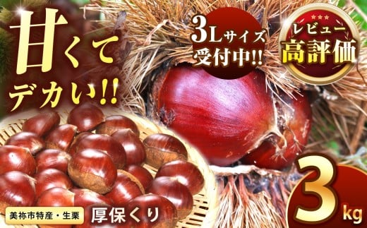 期間限定 ! 甘くて デカい ! 厚保くり ( 生栗 3Lサイズ ) 3kg 山口
