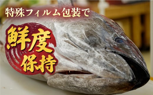 五島列島産 養殖 生本かみマグロ 赤身 中トロ 計約500g / マグロ まぐろ 鮪 刺身 ブロック