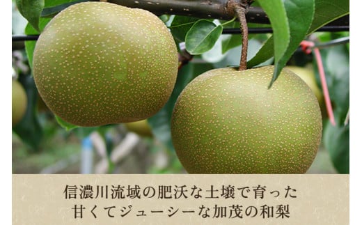 「天果糖逸（てんかとういつ）」 新潟県産和梨 新王 約5kg（8～10玉）《9月中旬〜配送予定》 しんおう 果物 フルーツ 冬の味覚 産地直送 加茂市 えちご中越農業協同組合