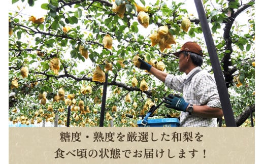 「天果糖逸（てんかとういつ）」 新潟県産和梨 新王 約5kg（8～10玉）《9月中旬〜配送予定》 しんおう 果物 フルーツ 冬の味覚 産地直送 加茂市 えちご中越農業協同組合