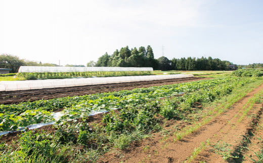 ＼ 3か月定期便 ／ 旬 の 有機野菜 詰め合わせ 野菜セット 野菜 野菜詰め合わせ 旬の野菜セット 旬の採れたて 酒々井 千葉 セット 季節の野菜 日用品