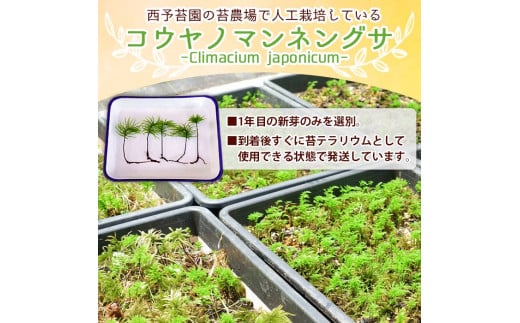 コウヤノマンネングサ [Climacium japonicum] 人工栽培品種 5本