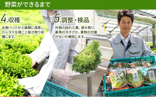 美濃国やさいセット 野菜 野菜セット レタス フリルレタス 水耕栽培 安全 安心 衛生的 新鮮 シャキシャキ 産地直送 サラダ サンドイッチ [№5787-0494]