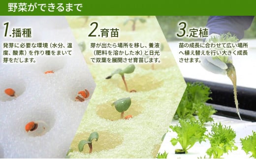 美濃国やさいセット 野菜 野菜セット レタス フリルレタス 水耕栽培 安全 安心 衛生的 新鮮 シャキシャキ 産地直送 サラダ サンドイッチ [№5787-0494]