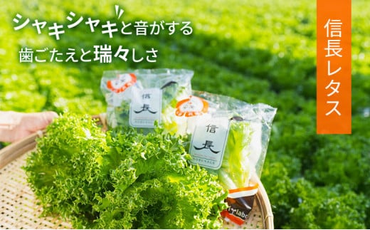 美濃国やさいセット 野菜 野菜セット レタス フリルレタス 水耕栽培 安全 安心 衛生的 新鮮 シャキシャキ 産地直送 サラダ サンドイッチ [№5787-0494]