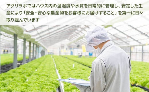 美濃国やさいセット 野菜 野菜セット レタス フリルレタス 水耕栽培 安全 安心 衛生的 新鮮 シャキシャキ 産地直送 サラダ サンドイッチ [№5787-0494]