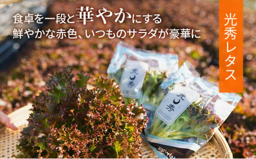 美濃国やさいセット 野菜 野菜セット レタス フリルレタス 水耕栽培 安全 安心 衛生的 新鮮 シャキシャキ 産地直送 サラダ サンドイッチ [№5787-0494]